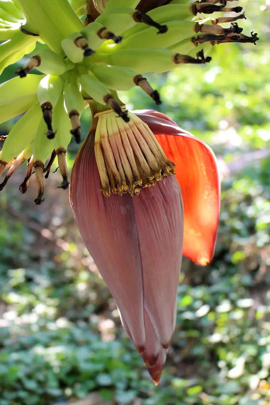 Background Image of Small Unbloomed Bud of Spectacular Banana Tree