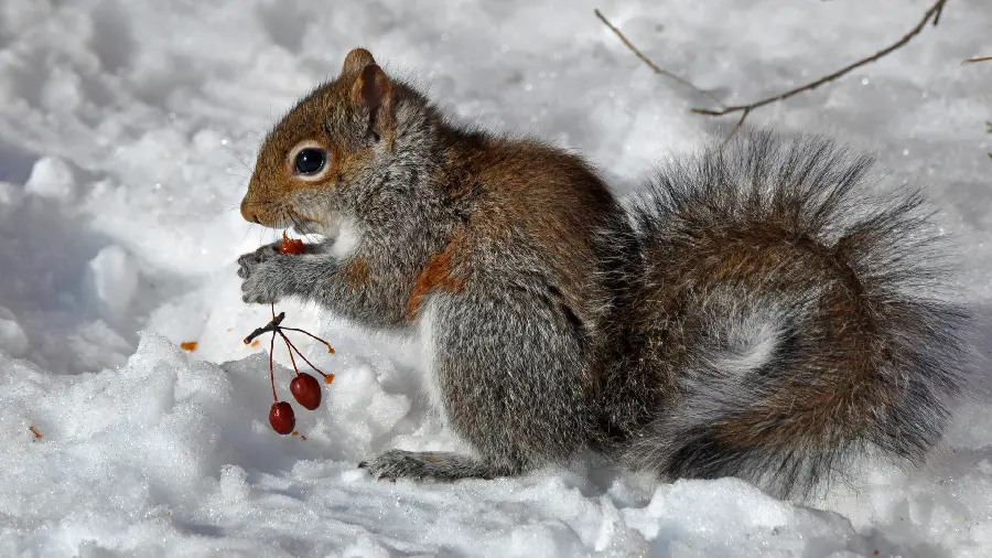Stock image of a squirrel in a snowy winter with cherries 