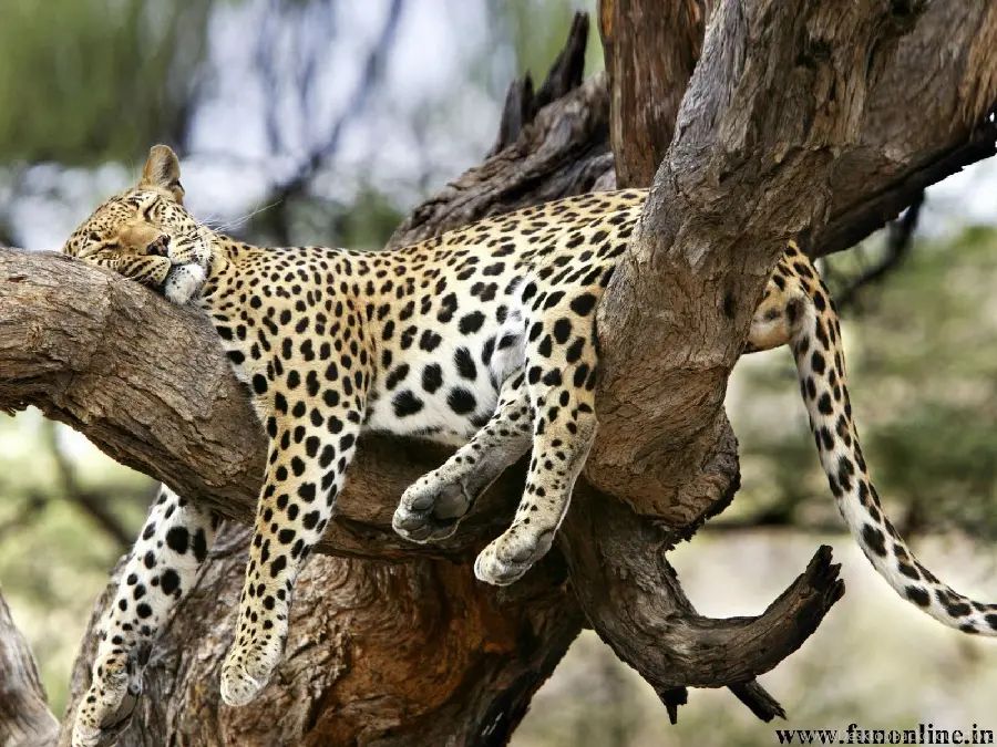 The cutest picture of a leopard sleeping on a tree for the most special ones