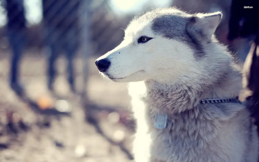 Incredibly beautiful background of a husky dog ​​with a beautiful collar 