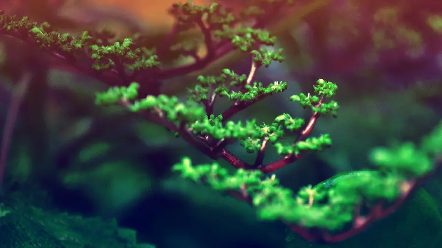  Interesting photo of a bonsai tree branch with excellent quality 