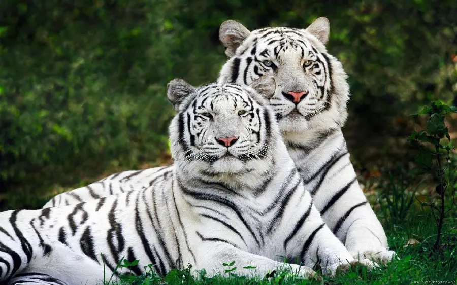 Profile photo of a Bengal tiger with its female mate in the grass