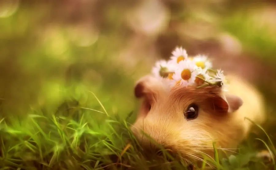 Amazing picture of a guinea pig with white flowers on its head
