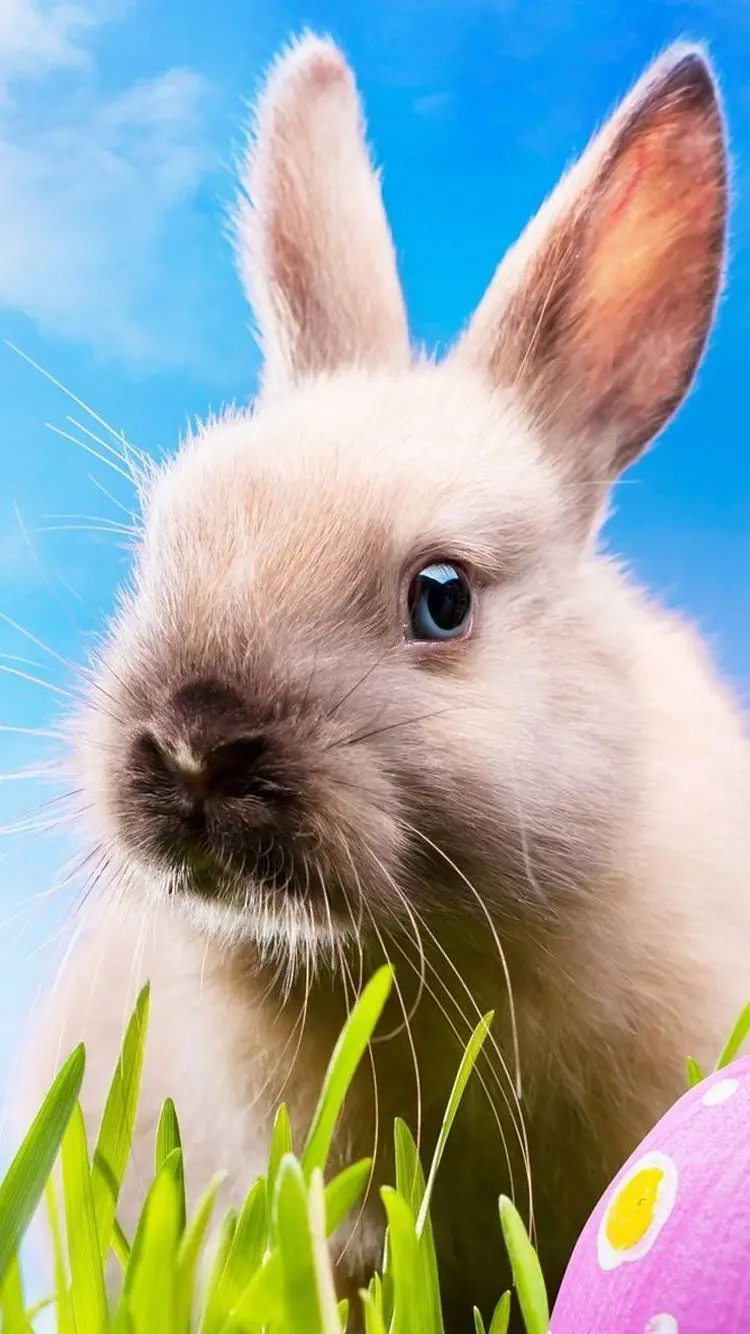 Download Nescafe Rabbit Wallpaper with Gray Marble Eyes