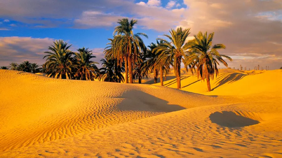 Most visited palm tree background in the desert for laptops and computers of good taste 