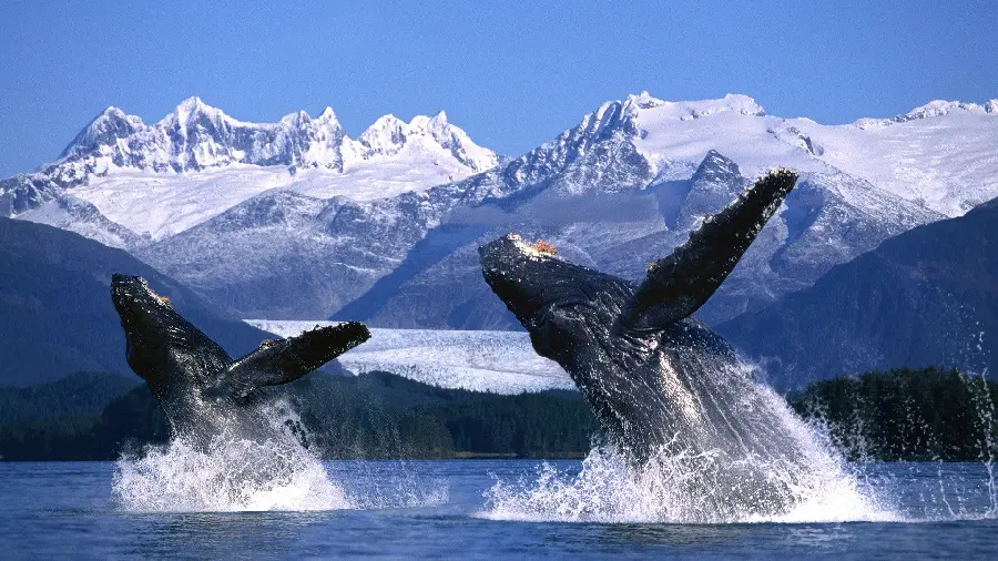 Incredibly interesting photo of a small and large whale tail in Antarctica 