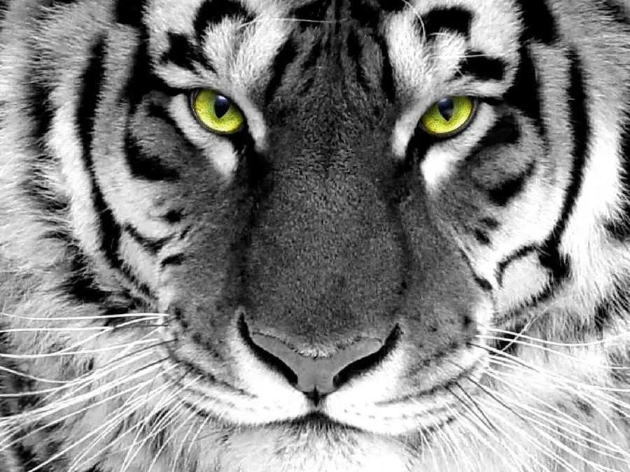 Black and white wallpaper of a male Bengal tiger with lemon eyes
