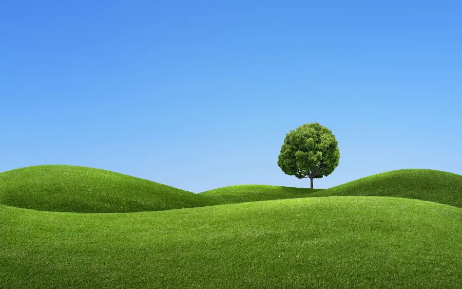 Download a beautiful photo of a lush plain with a beautiful tree