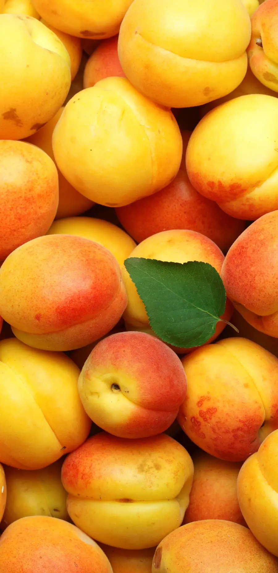 Download stylish background And beautiful of delicious apricots 