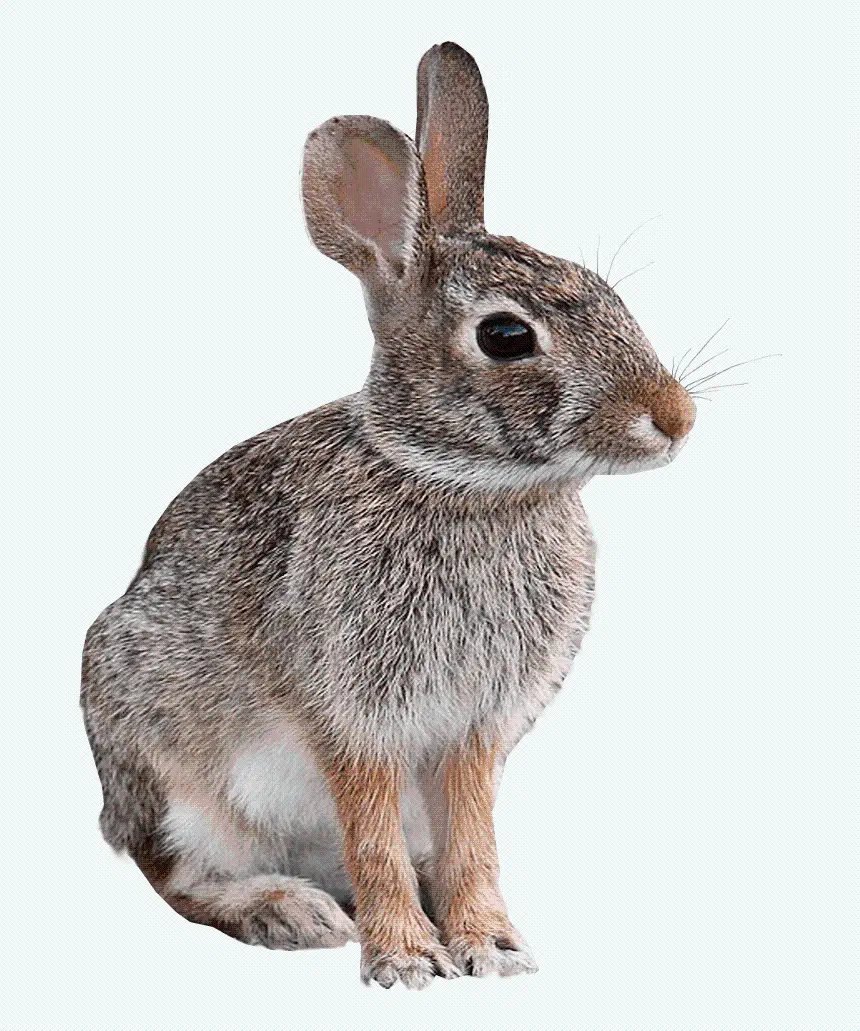 Download a beautiful wild rabbit image file suitable for editing and Photoshop 