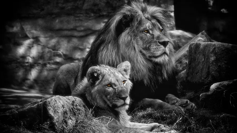 Download black and white profile photo of a male and female lion together with 4k quality