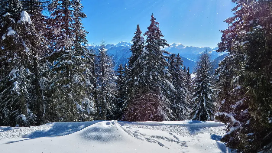 Download a very beautiful and unique image of pine trees in winter