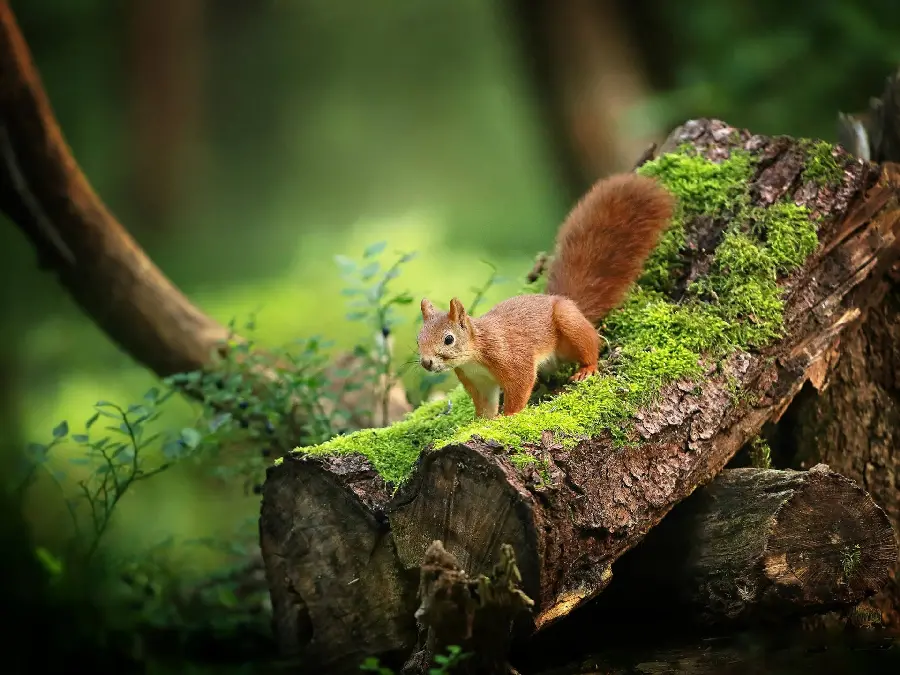 Free wild and real squirrel stock photos and high quality