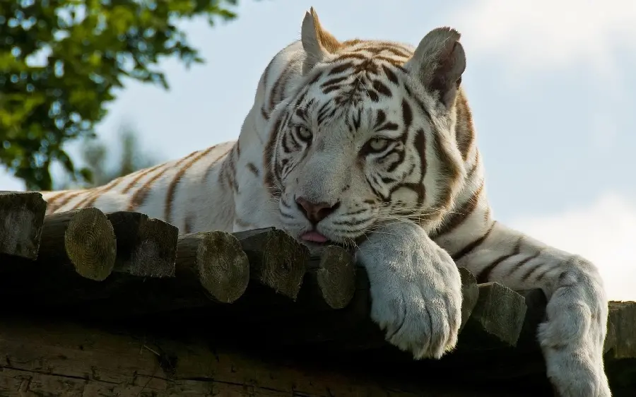 Stock Image of White and Cream Tiger with Amber Eyes