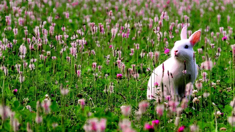 Cute and cute rabbit wallpaper in the wild nature 