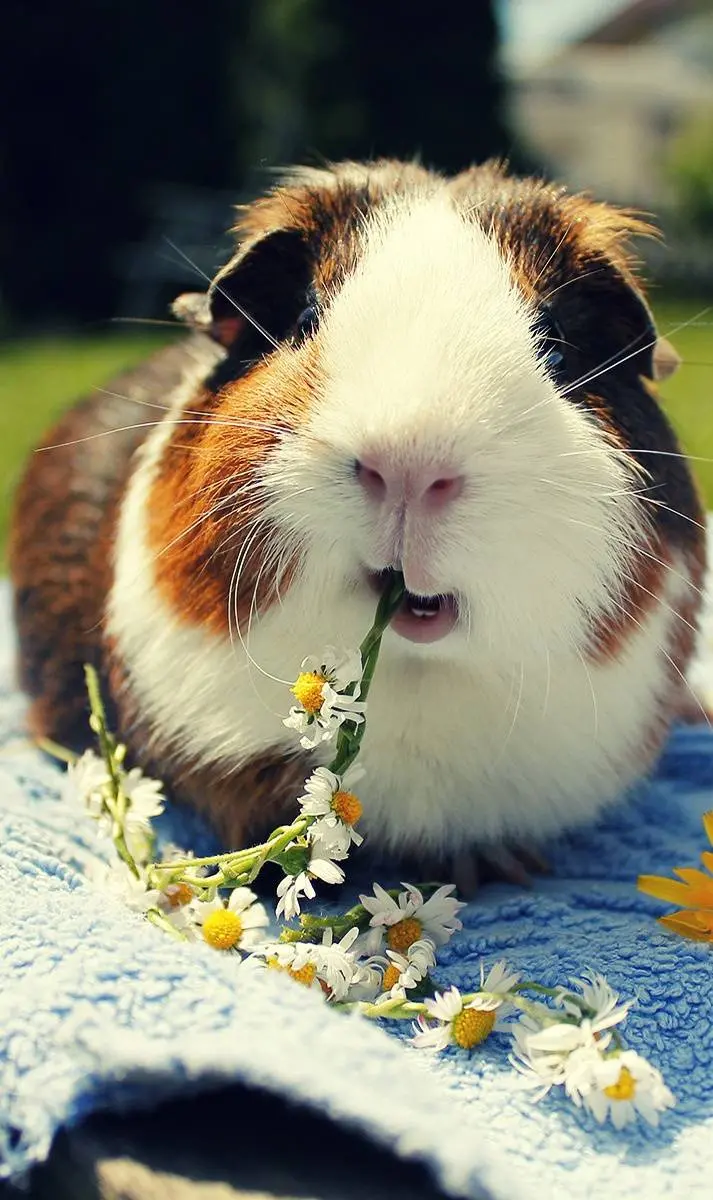 A fantastic and dreamy picture of a beautiful little pig 