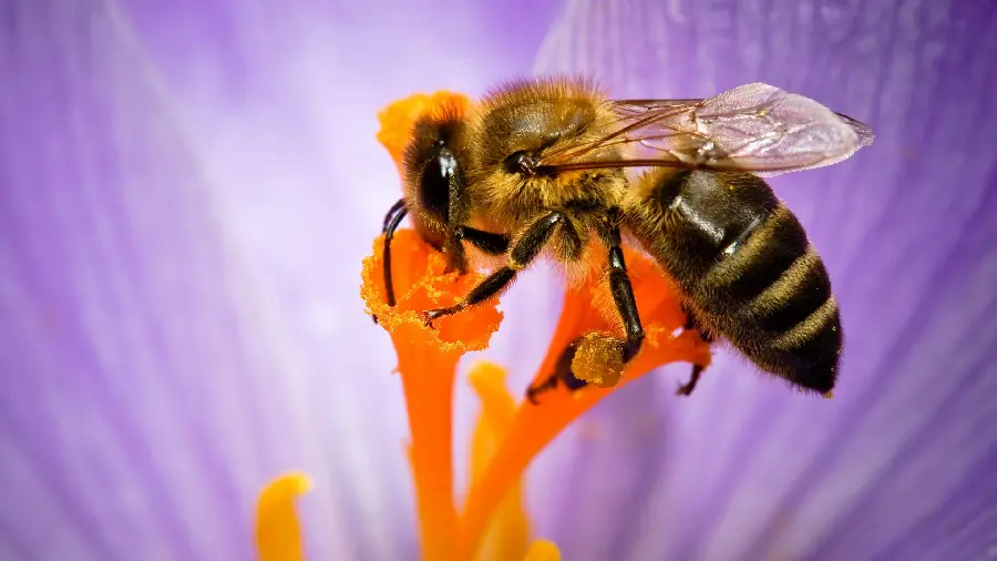 Interesting and beautiful background of a bee while collecting pollen