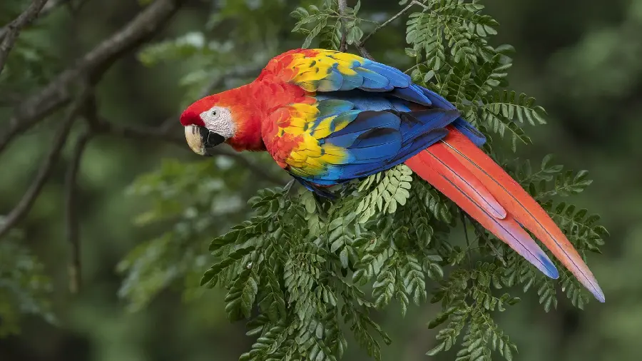  Interesting and amazing image of a bird with colorful wings 