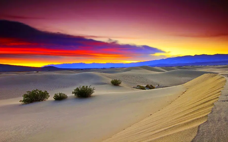 Beautiful and warm desert image with small bushes under a thousand-colored sunset sky
