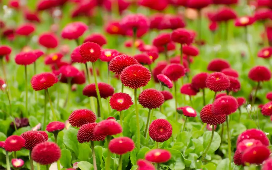Beautiful image of nature and red and magenta summer flowers 