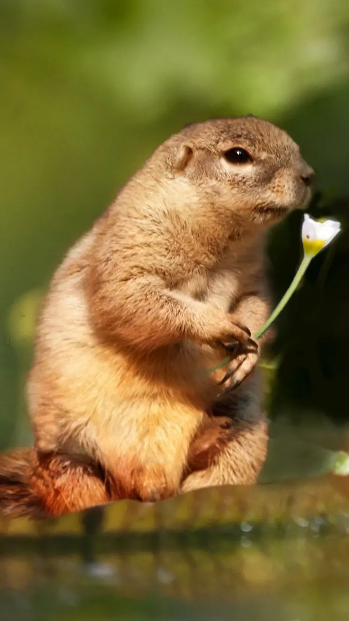 Download an extraordinary image of a cute and cuddly squirrel with very good quality 