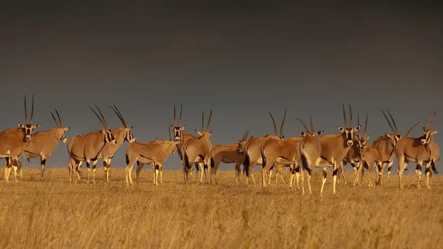 Unique and spectacular wallpaper of beautiful deer with long horns 