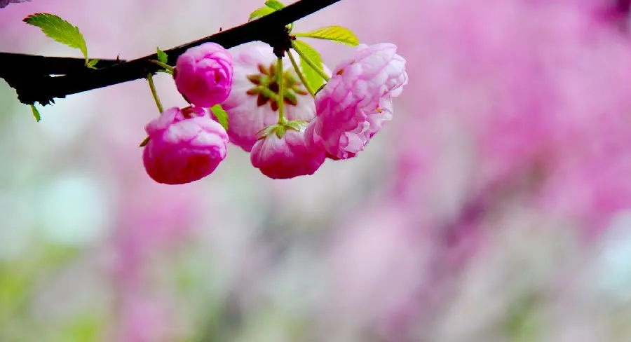 Amazing picture of pink peach blossoms