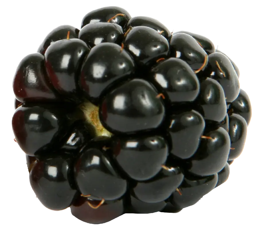 Real Close-up Black Raspberry Photo in PNG Format