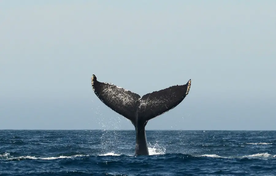 Unique and special image of a whale's tail in the water with high quality 