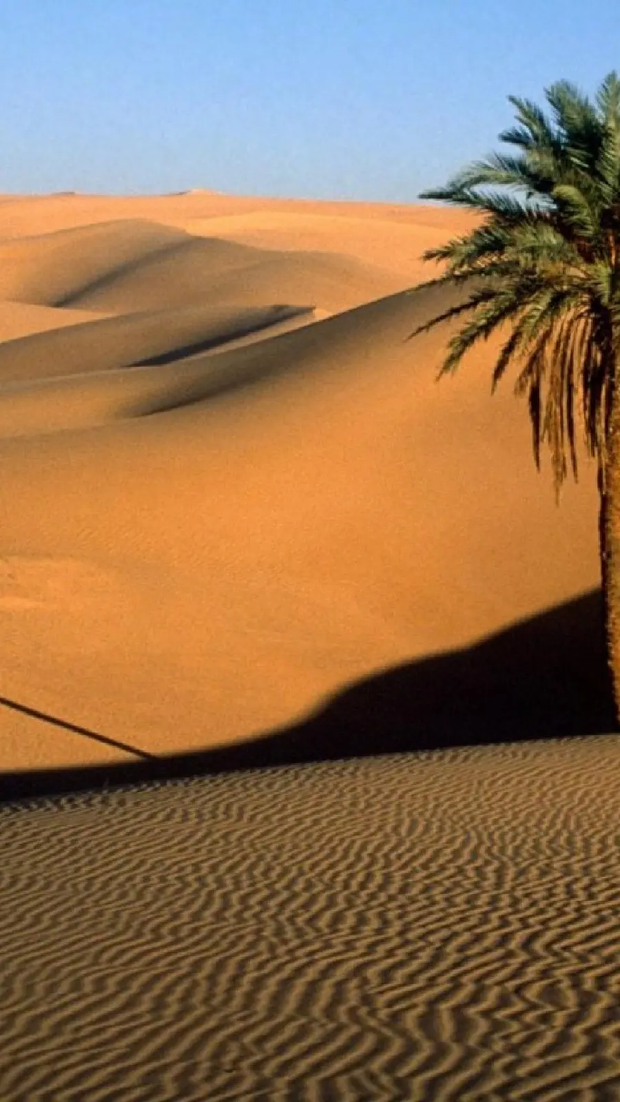 Free download of palm tree wallpaper in hot desert for Samsung mobile