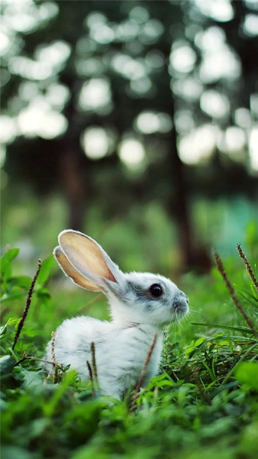 A spectacular view of a charming rabbit in the green skirt of nature 