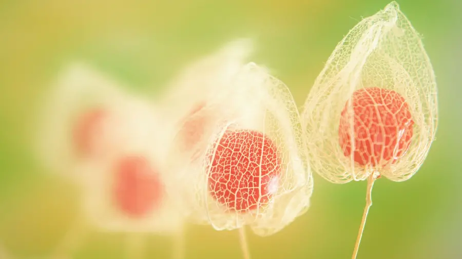 Download image for a story of a delicious tropical fruit