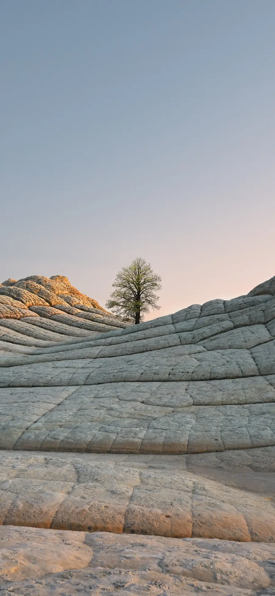 A photo of a lonely tree in a layer of large stones for the phone background