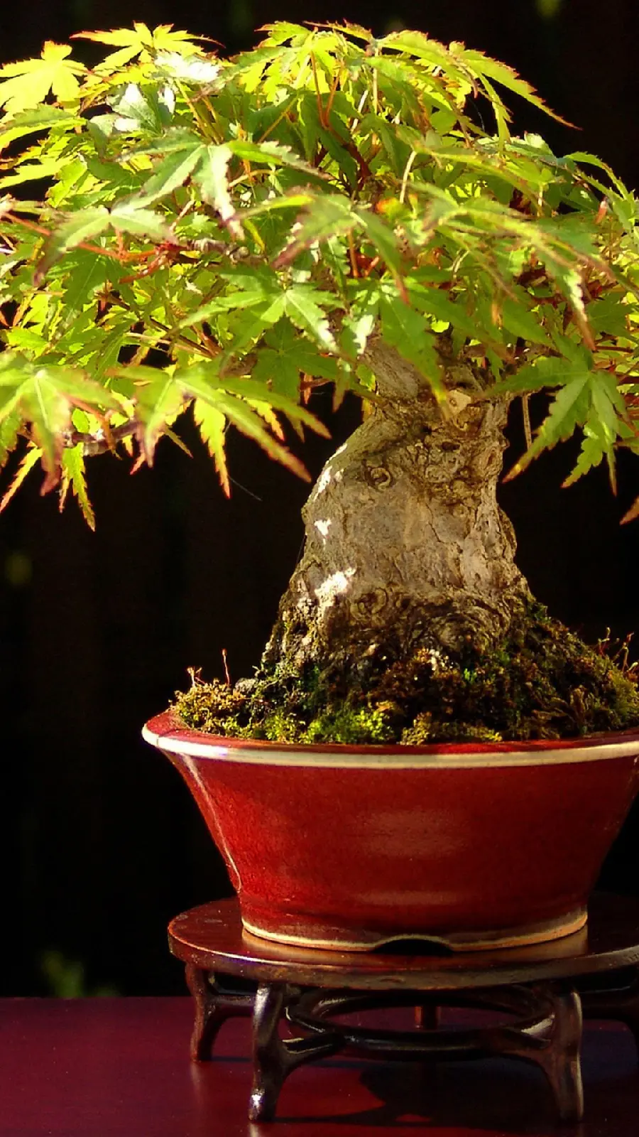  Interesting picture of a bonsai tree with large and green leaves 