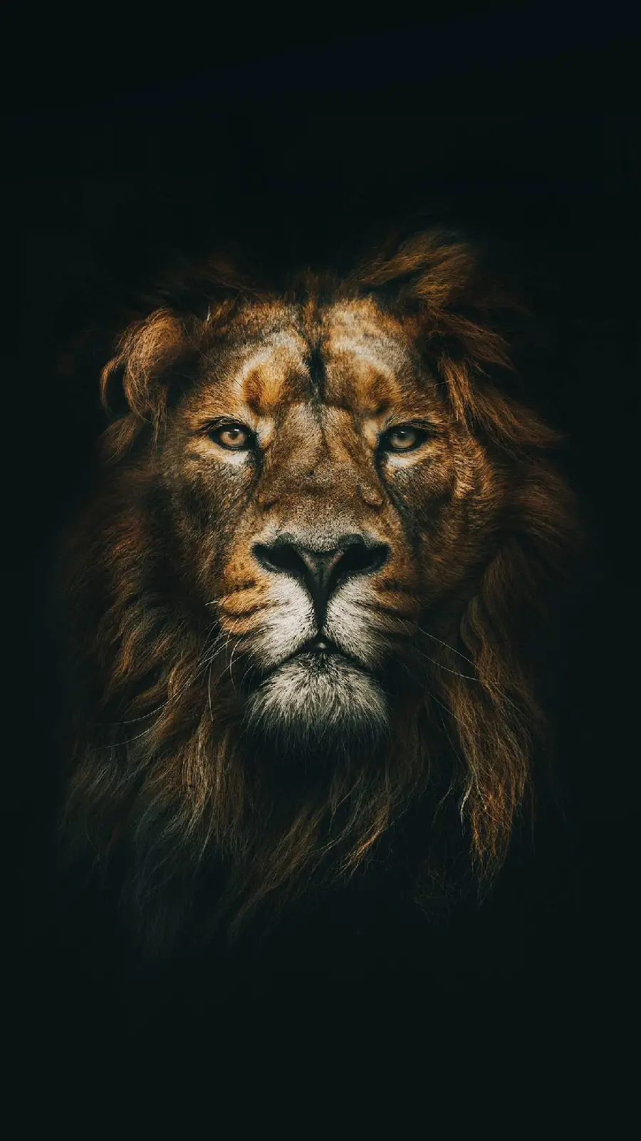 Lion King of the Jungle Wallpaper in the Dark for iPhone