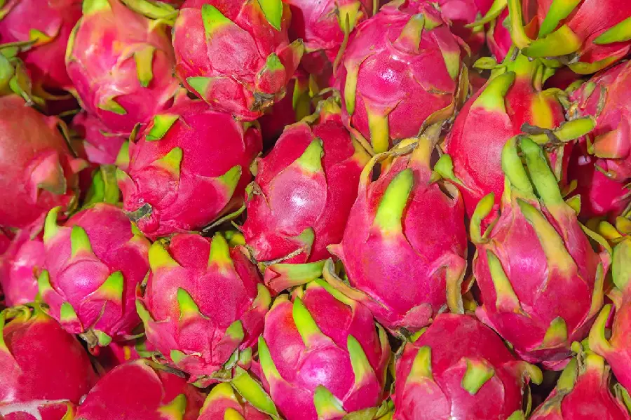 The latest rare dragon fruit photo with amazing red and green skin