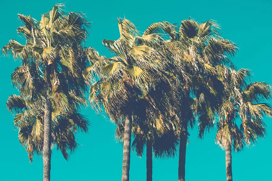 Download New Laptop Background of beautiful green palm trees in the wind
