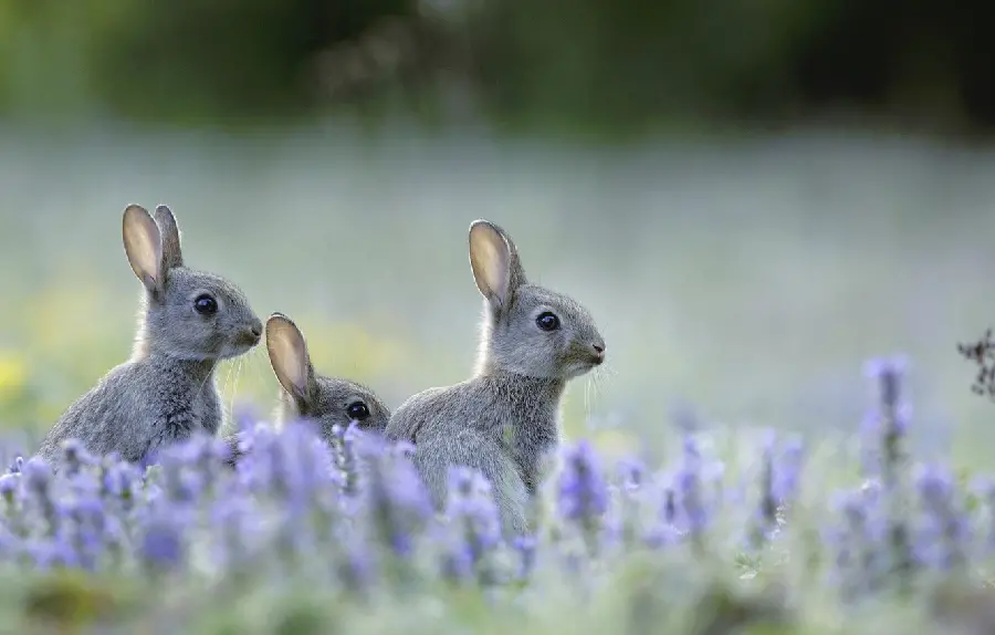 Cute and beautiful background of wild rabbits among flowers 