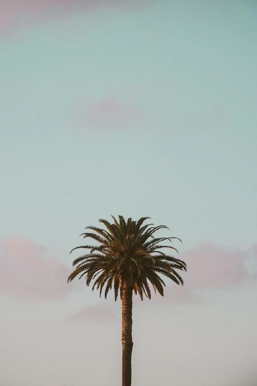 Palm tree art background under a blue-green sky suitable for Samsung phones
