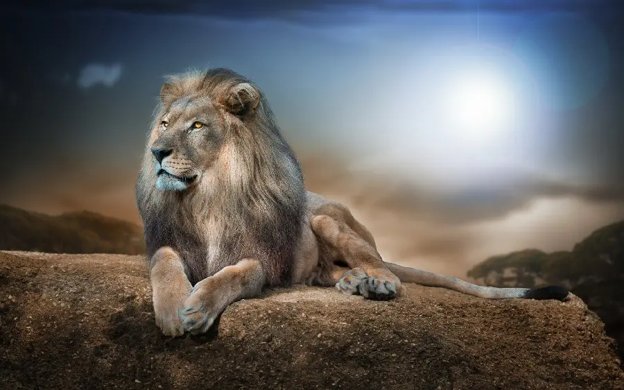 The most beautiful picture of a sitting lion with a photoshopped background 
