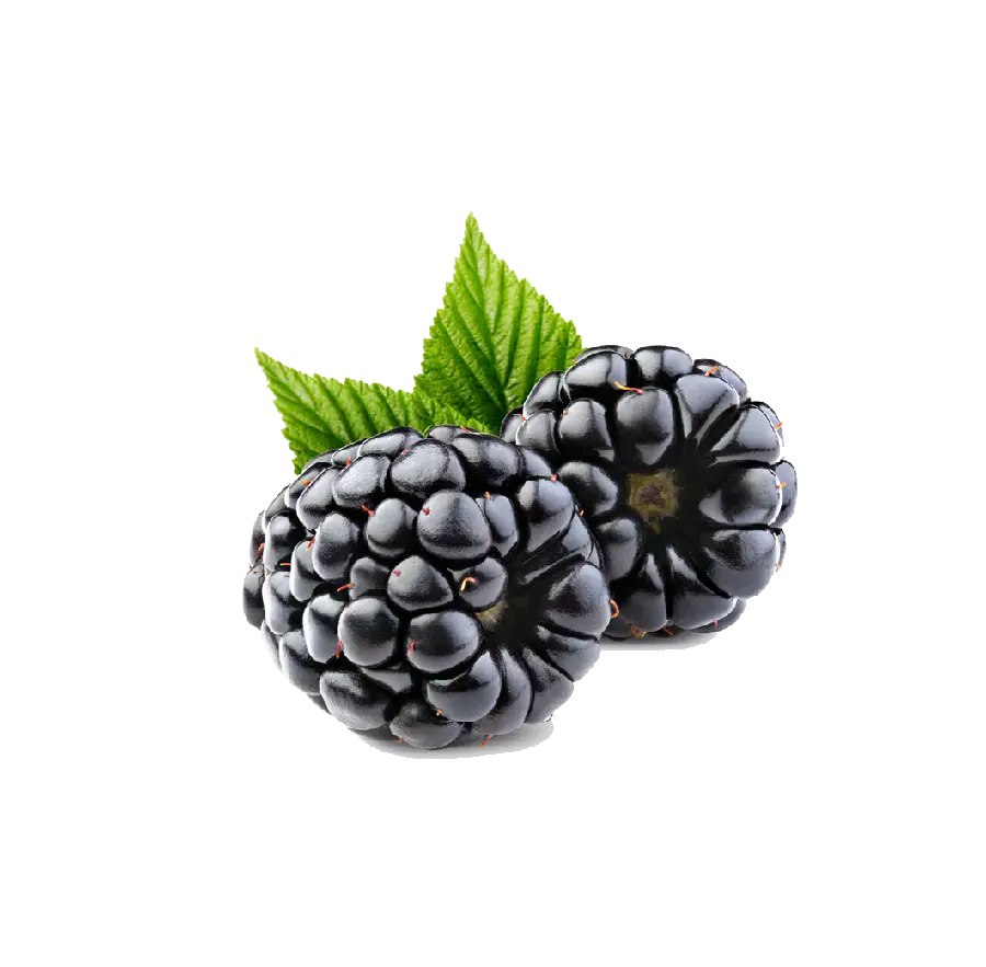 Free and high-quality PNG image of a black raspberry cropped on a white background