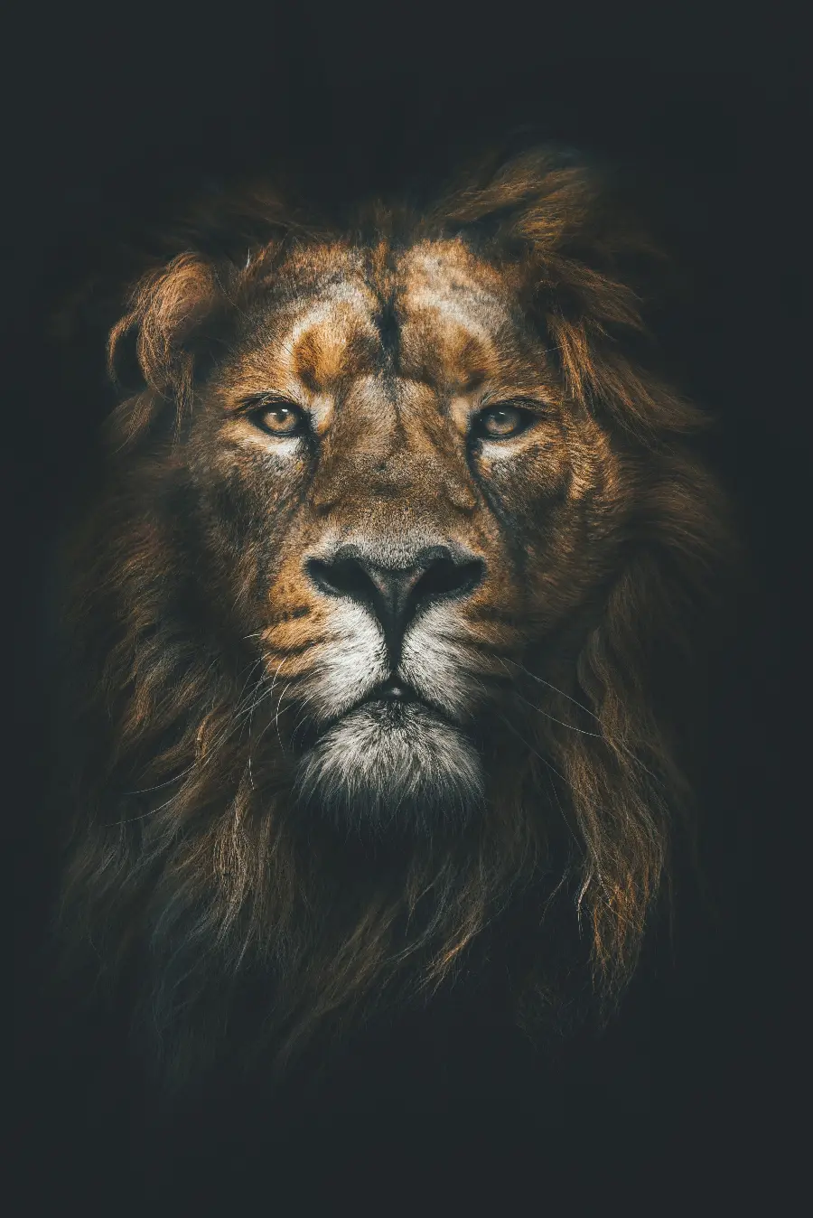 Download full HD photo of a real lion, the king of the jungle 