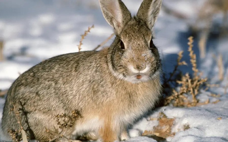 A wonderful photo of a wild rabbit and a snowy background