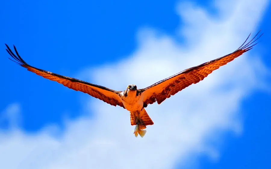 The latest image of a wild bird flying in the sky suitable for printing a picture