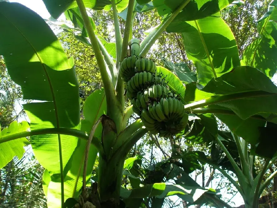 A dreamy background for banana lovers and their amazing tree