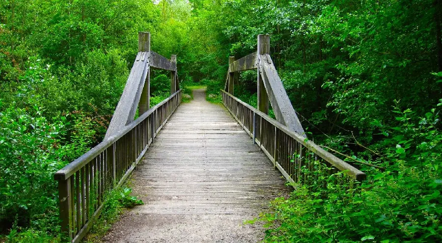 Download a picture of a wooden bridge in a thicket of lush trees 