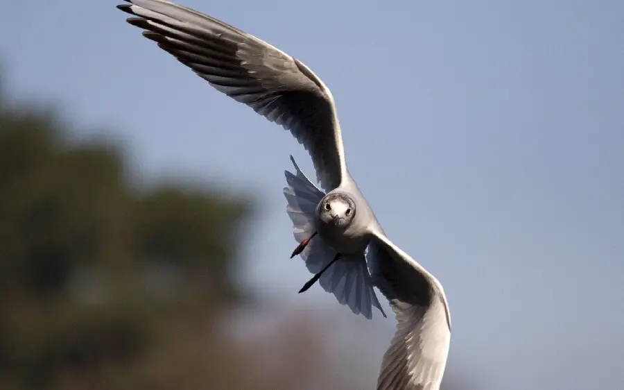 A spectacular HD frame of a beautiful bird flying in a clear and beautiful sky