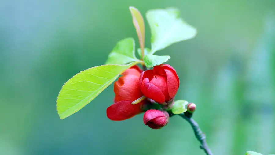 Super quality stock photo of a newly blooming red flower bud