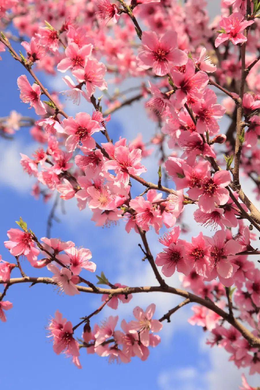 Profile photo Unique and beautiful peach blossoms 