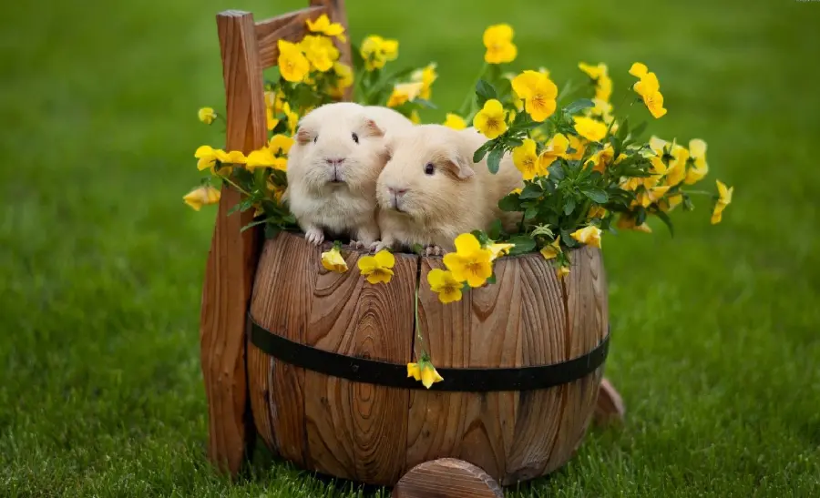 Amazing background of guinea pigs next to beautiful yellow flowers